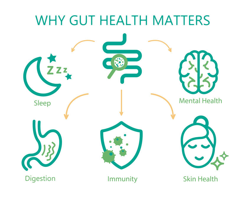 7 Best Gut Health Supplements to Improve Your Digestive System
